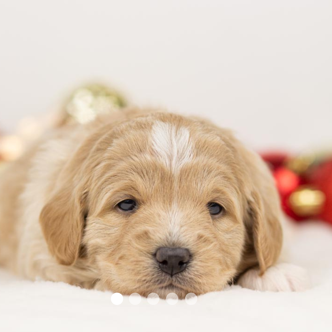 Copy of FBP Design.png