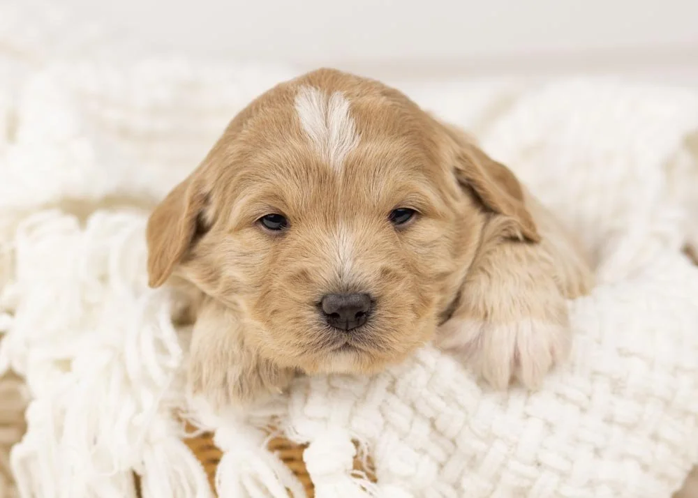 Stella goldendoodle for sale.jpg