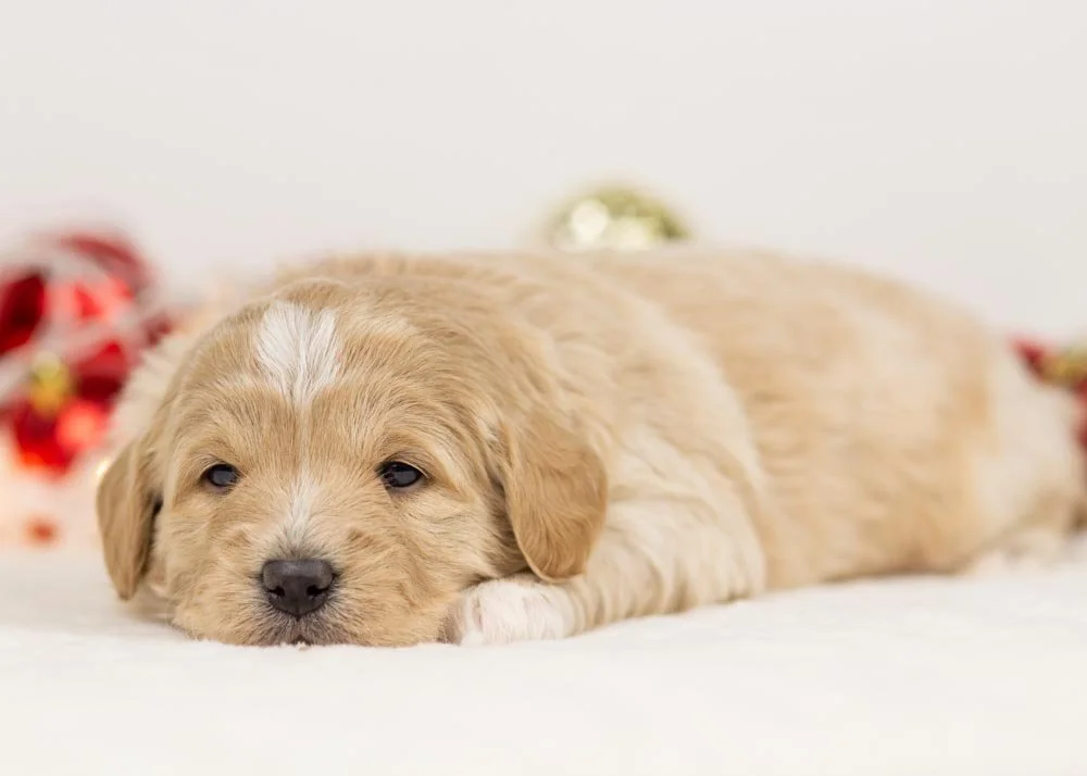 Stella goldendoodle for sale(1).jpg