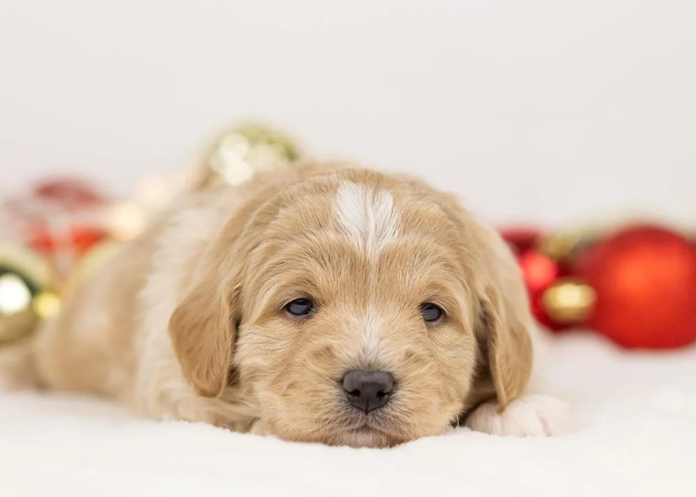 Stella goldendoodle for sale(2).jpg