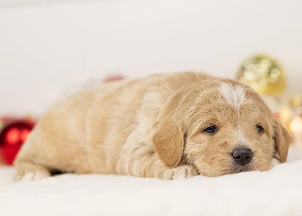 Stella goldendoodle for sale(3).jpg