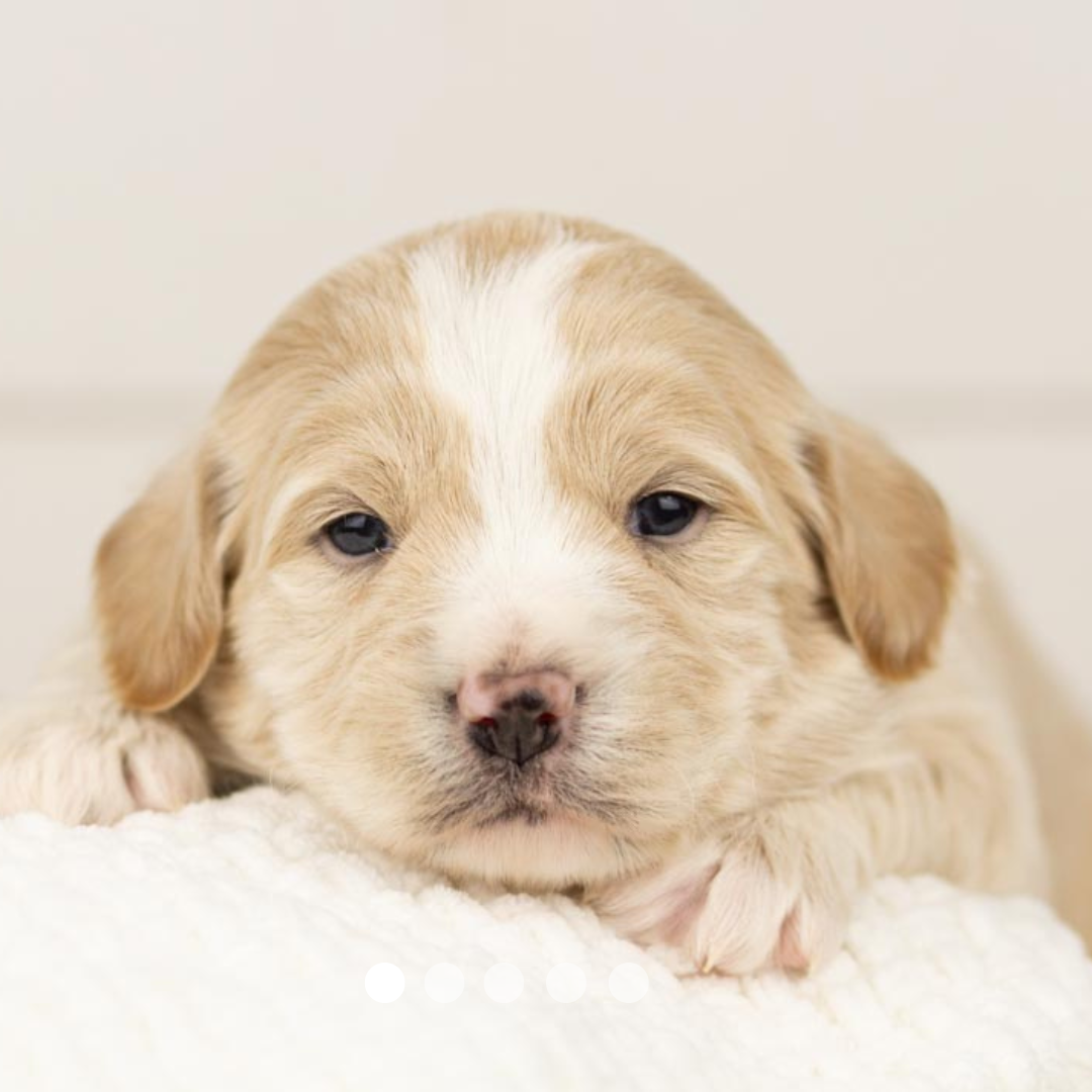 Copy of FBP Design.png