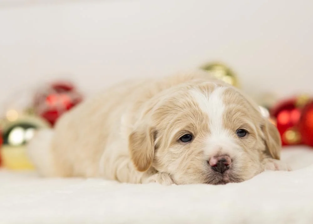 Scout goldendoodle for sale(1).jpg