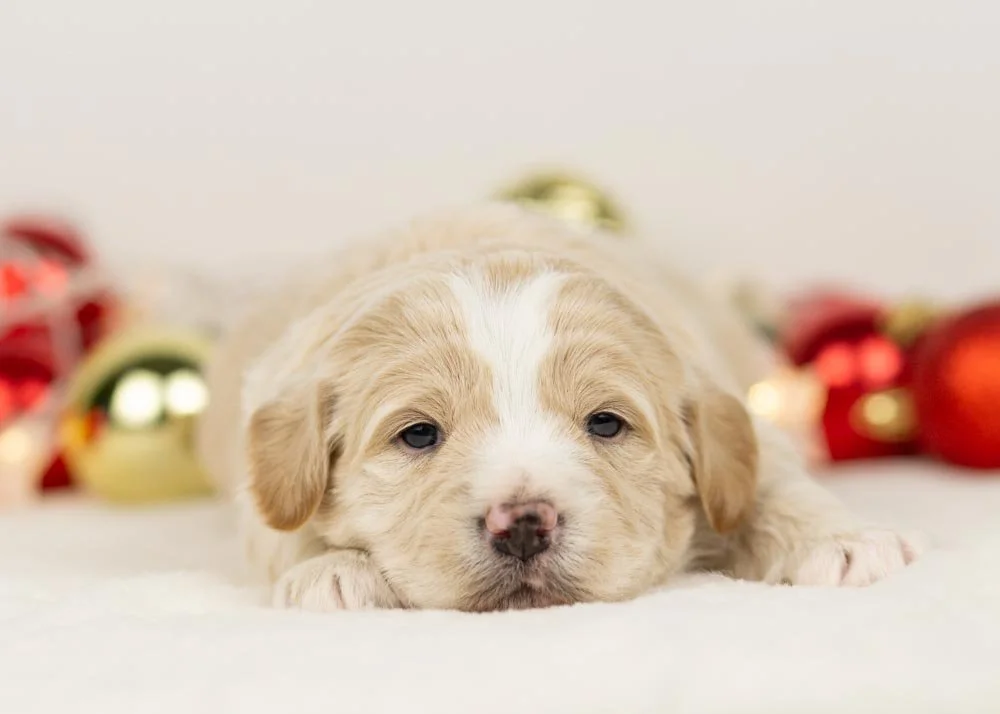 Scout goldendoodle for sale(2).jpg
