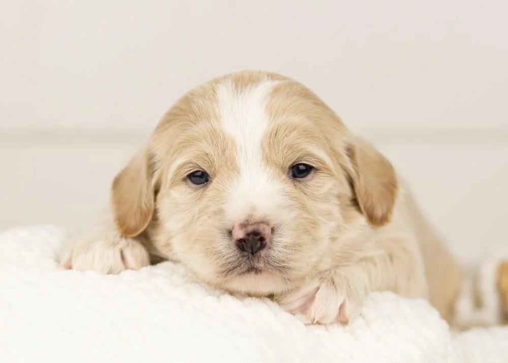 Scout goldendoodle for sale.jpg