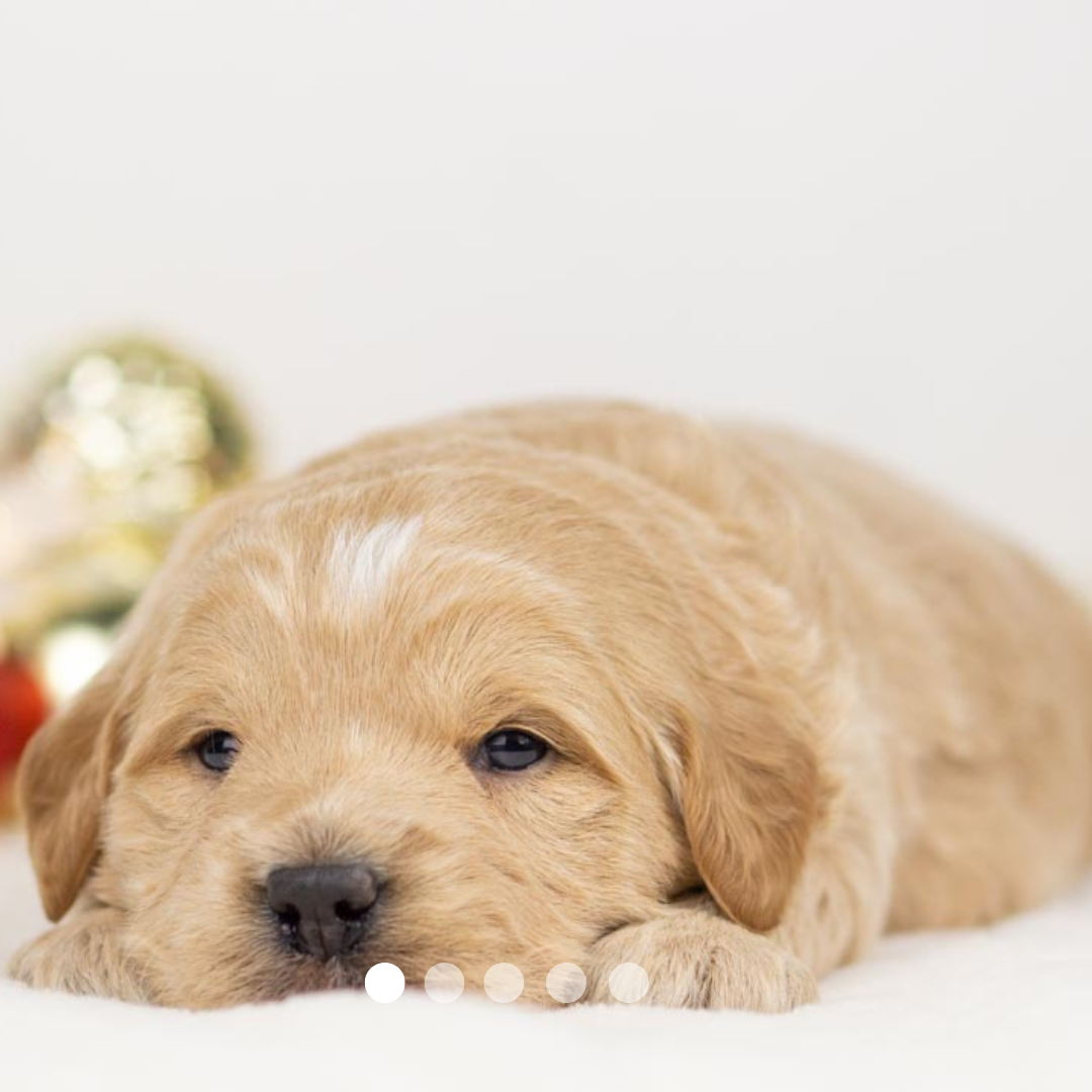 Copy of FBP Design.png