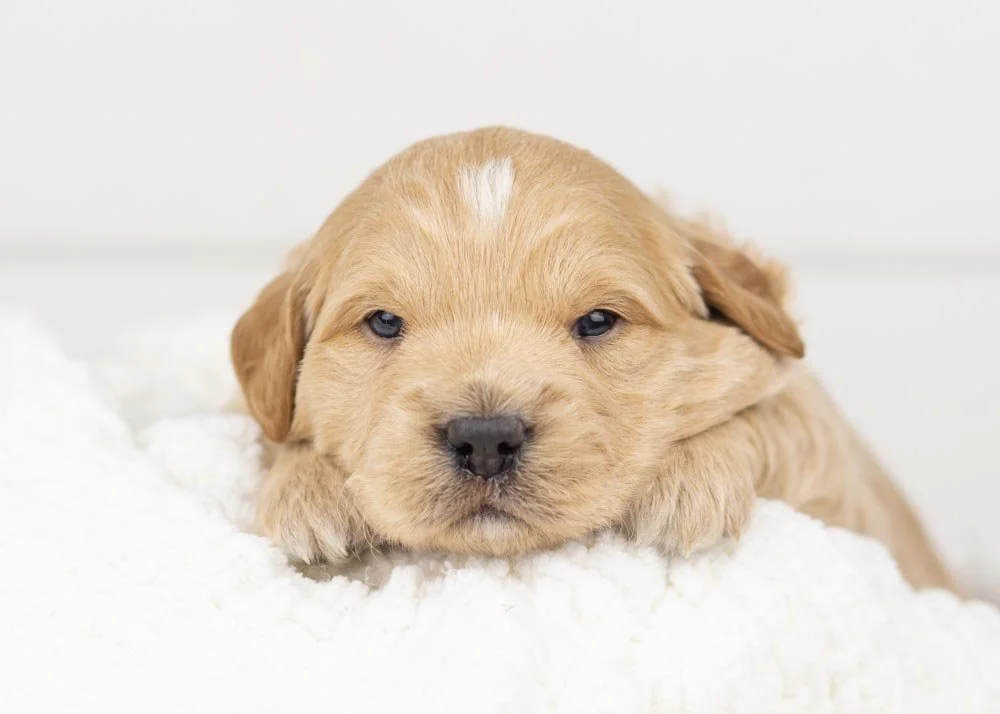 Stanley goldendoodle for sale(1).jpg