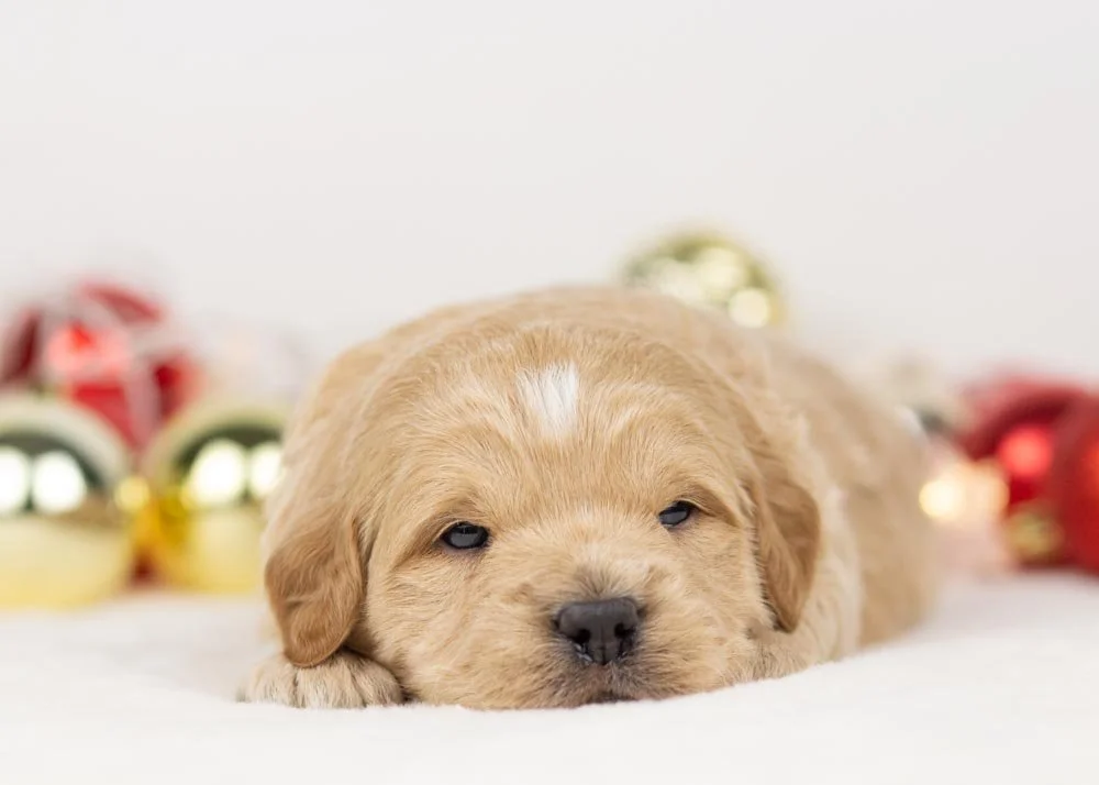 Stanley goldendoodle for sale(3).jpg