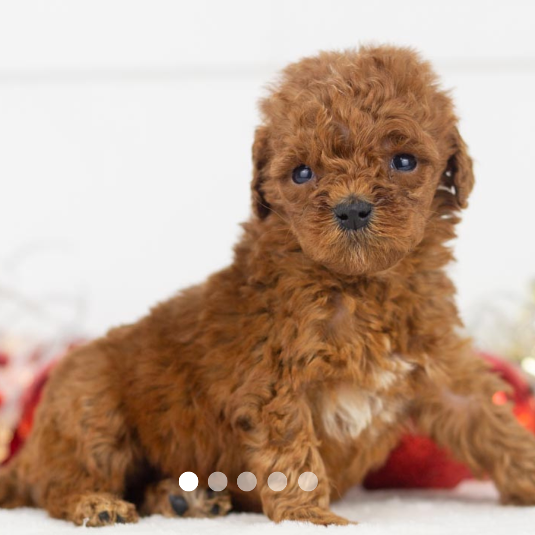 Copy of FBP Design.png