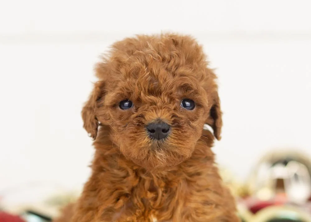 Misty goldendoodle for sale..jpg