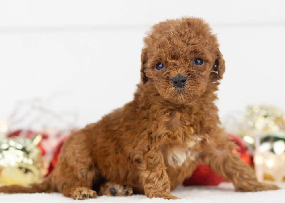 Misty goldendoodle for sale.jpg