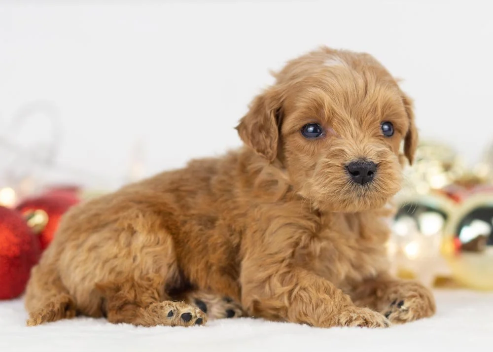 Cloud goldendoodle for sale(1).jpg