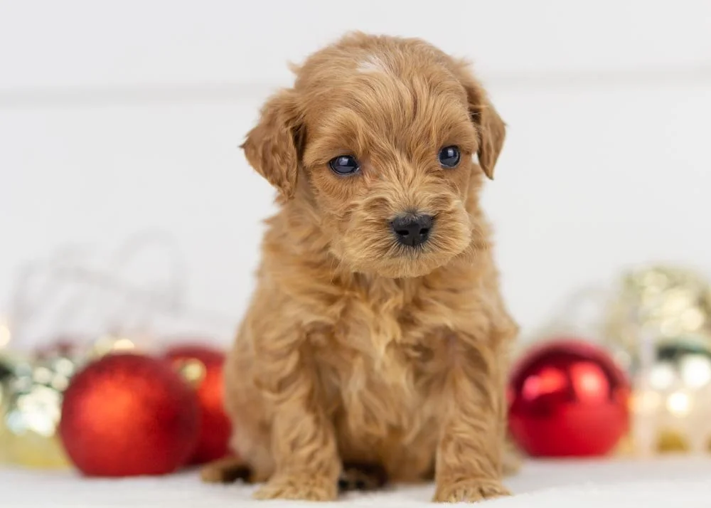 Cloud goldendoodle for sale.jpg