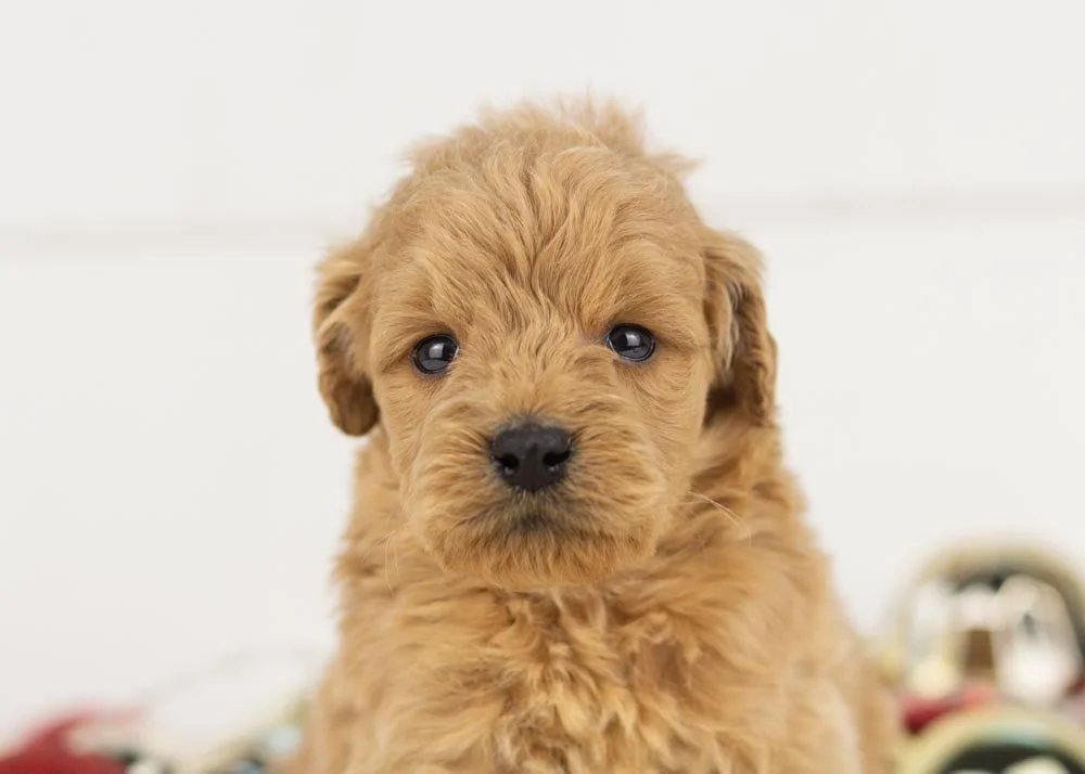 Foggy goldendoodle for sale(1).jpg