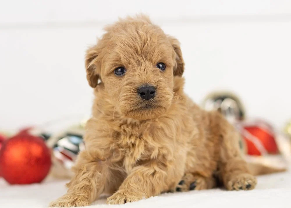 Foggy goldendoodle for sale.jpg