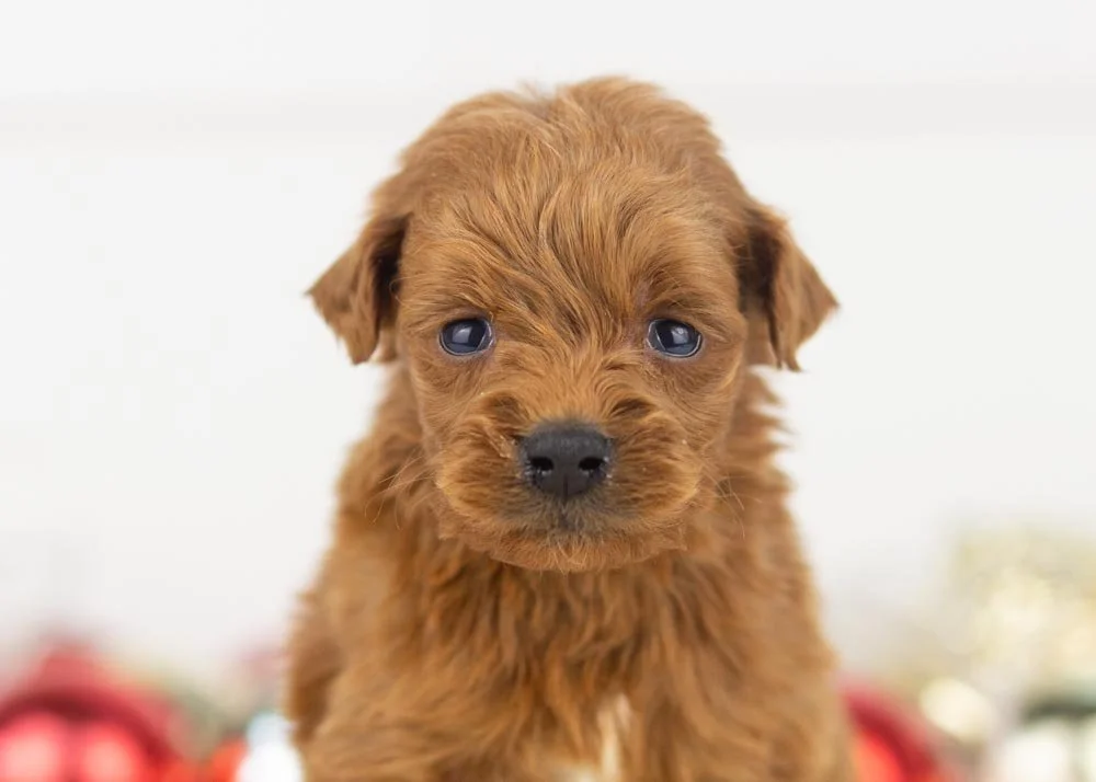 Rain goldendoodle for sale.jpg