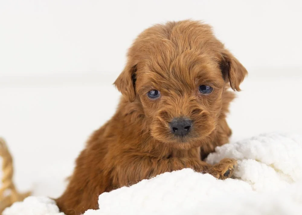 Rain goldendoodle for sale(3).jpg