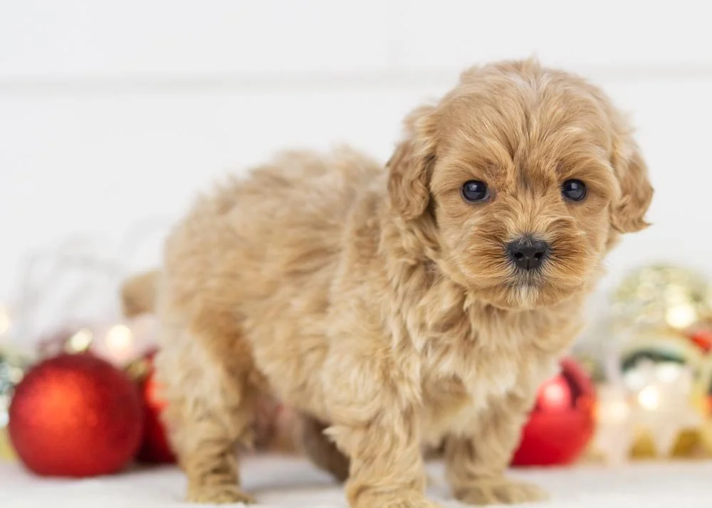Stormy goldendoodle for sale.jpg