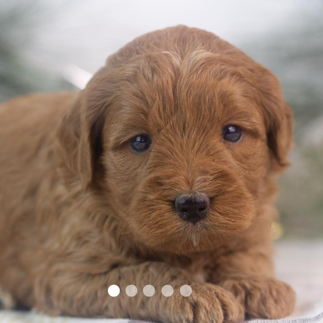 Copy of FBP Design.png