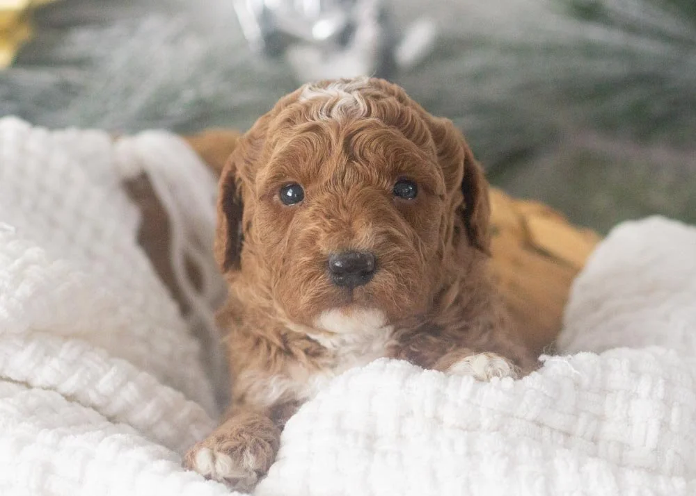 Carly goldendoodle for sale.jpg