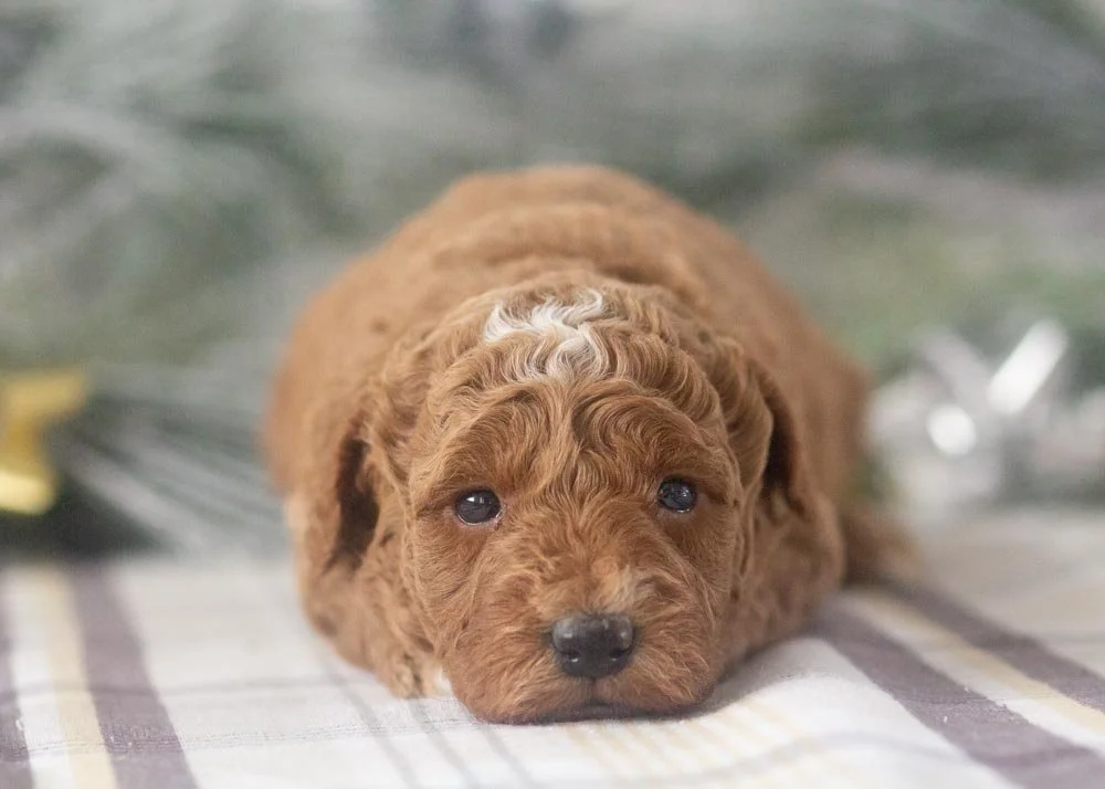Carly goldendoodle for sale(1).jpg