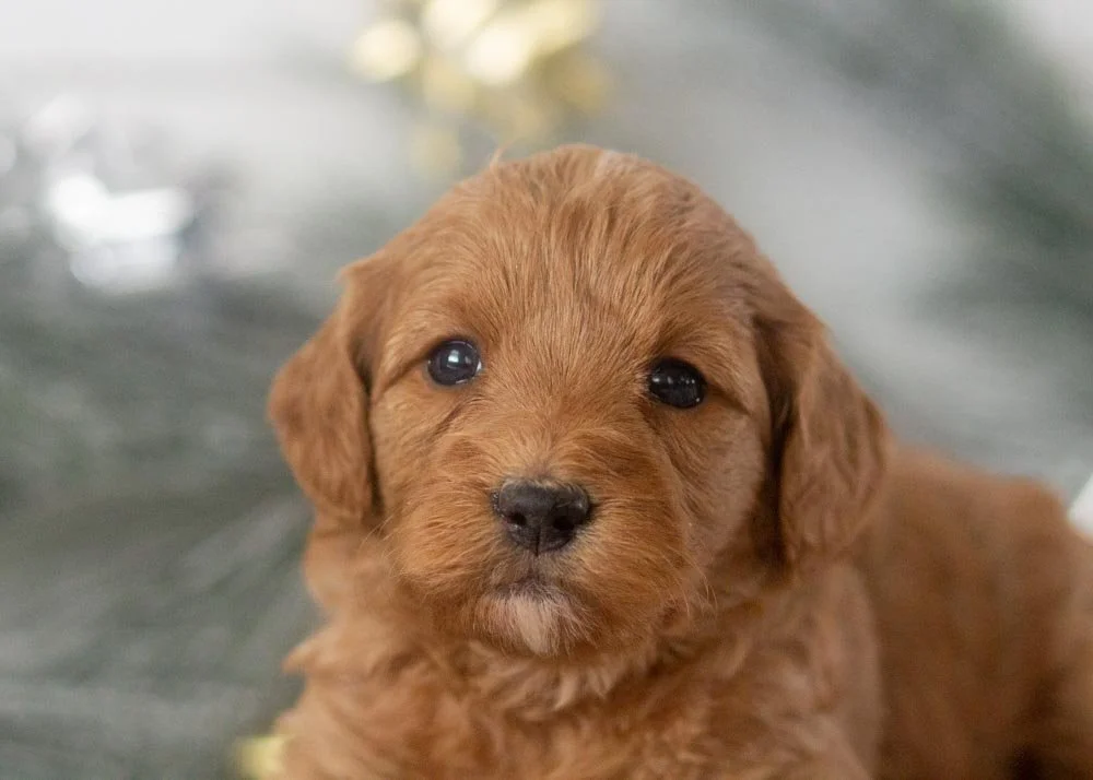 Carol goldendoodle for sale.(2).jpg