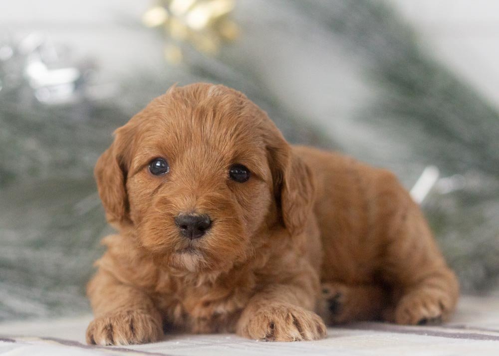 Carol goldendoodle for sale.jpg