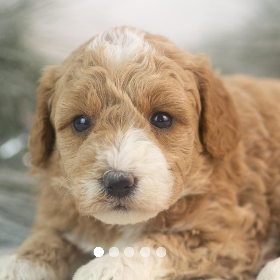 Copy of FBP Design.png