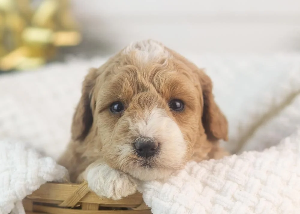 Clare goldendoodle for sale.jpg