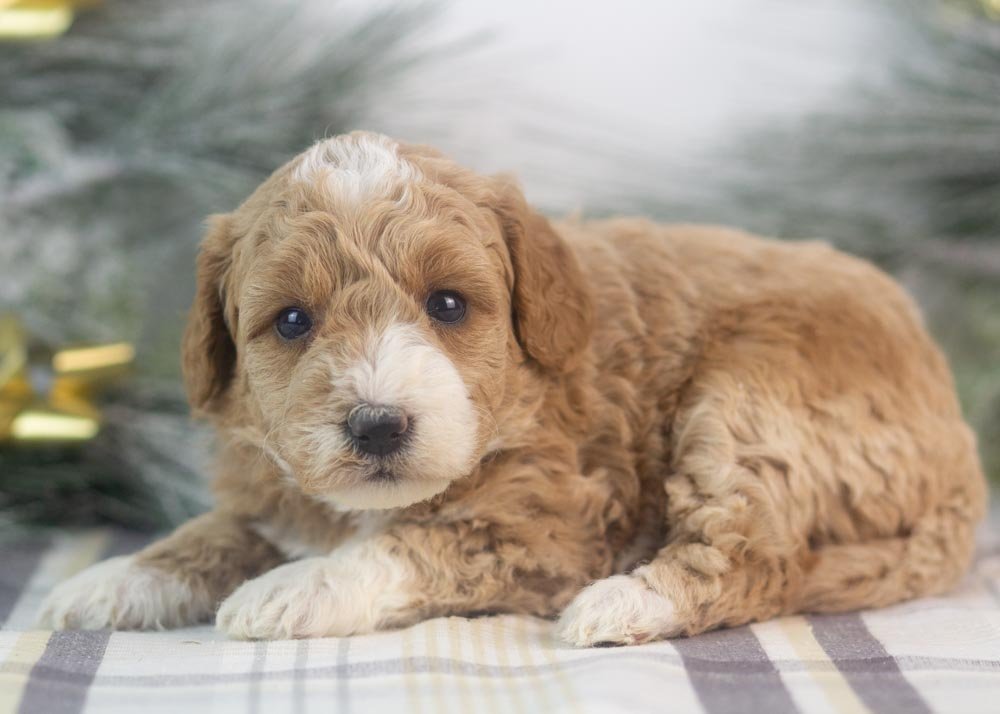 Clare goldendoodle for sale(2).jpg
