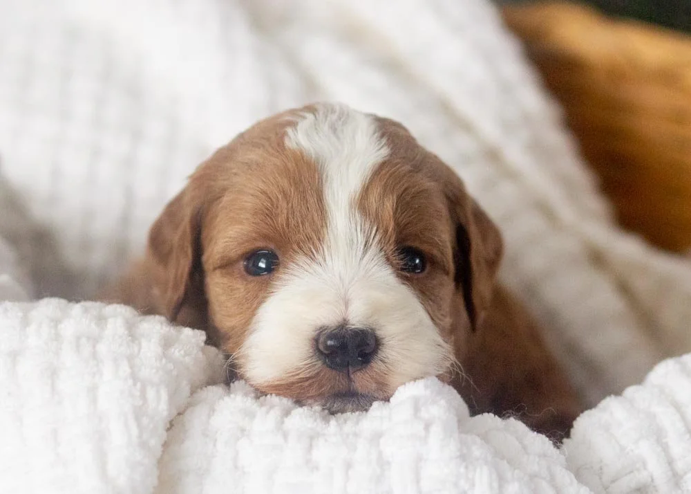 Crystal goldendoodle for sale.jpg