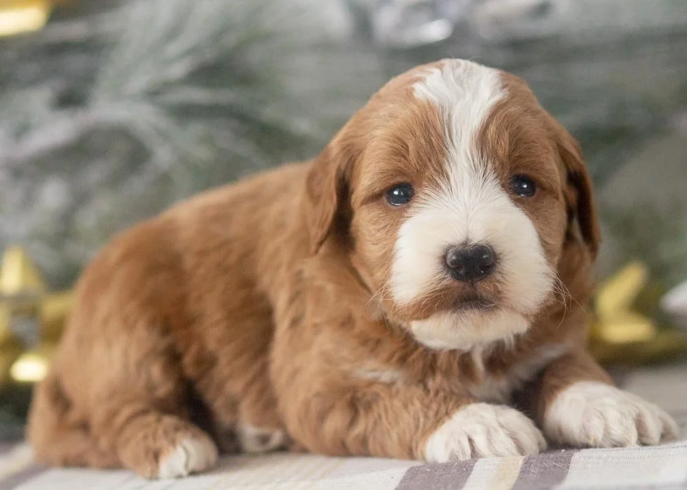 Crystal goldendoodle for sale(2).jpg