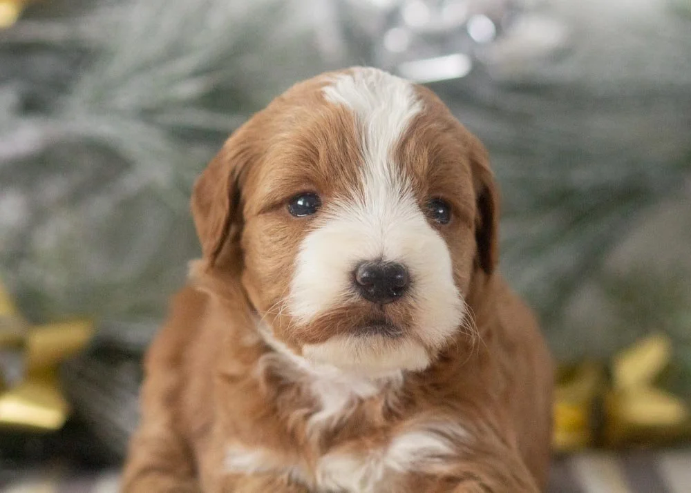 Crystal goldendoodle for sale(1).jpg