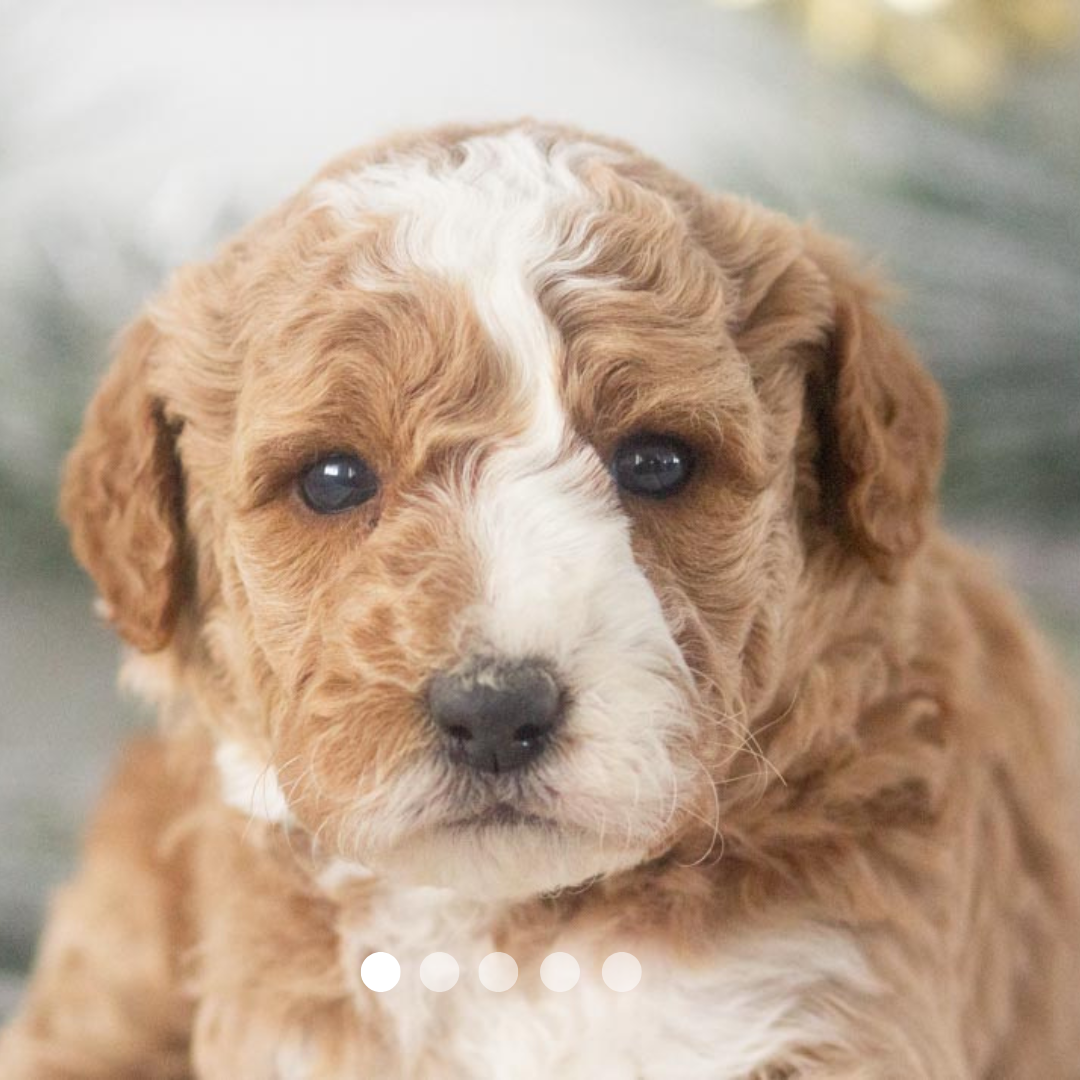 Copy of FBP Design.png