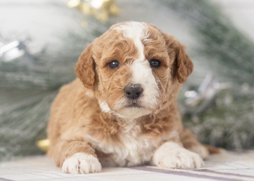 Charlie goldendoodle for sale(3).jpg