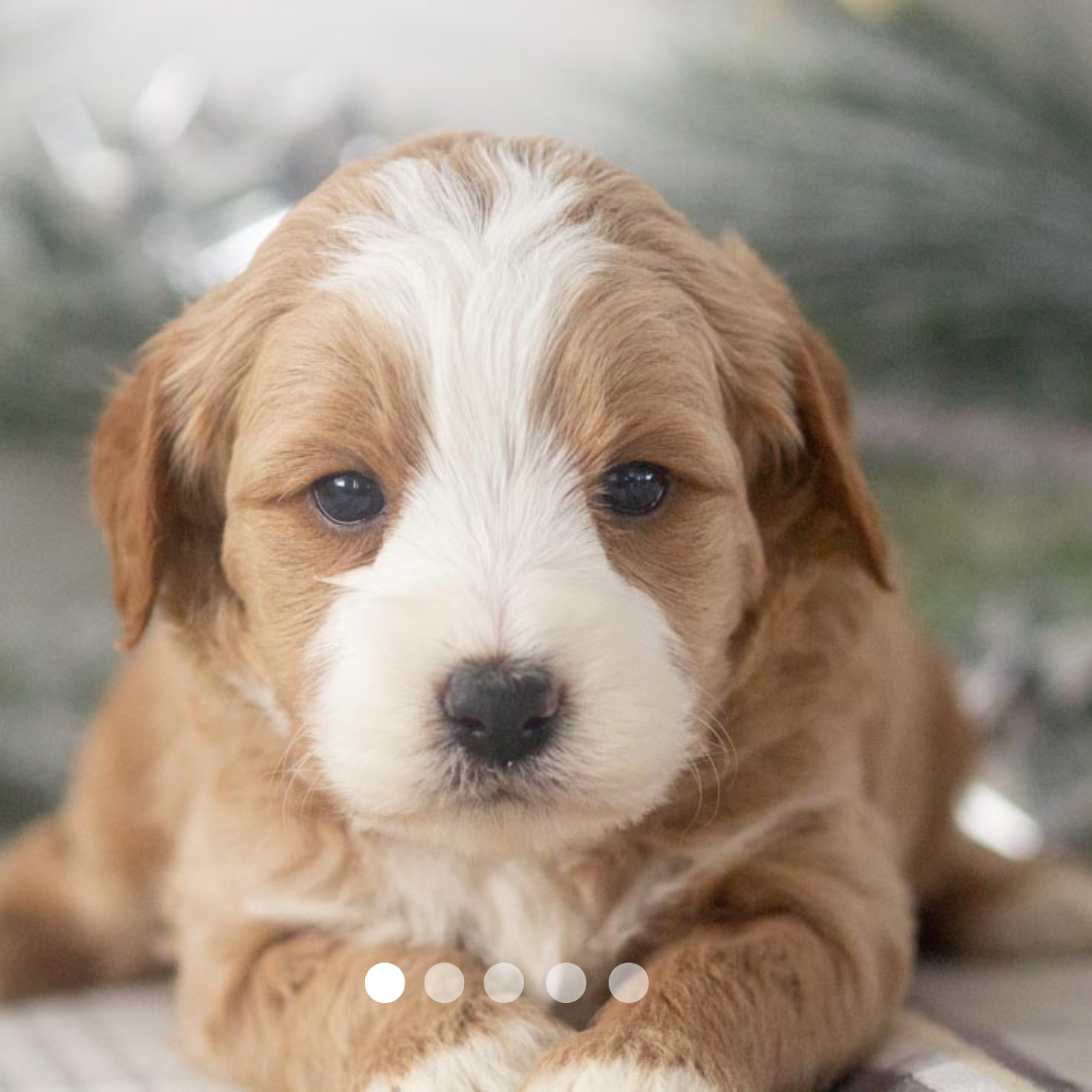 Copy of FBP Design.png