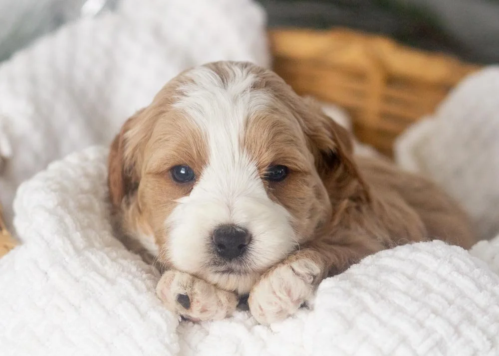 Clark goldendoodle for sale.jpg