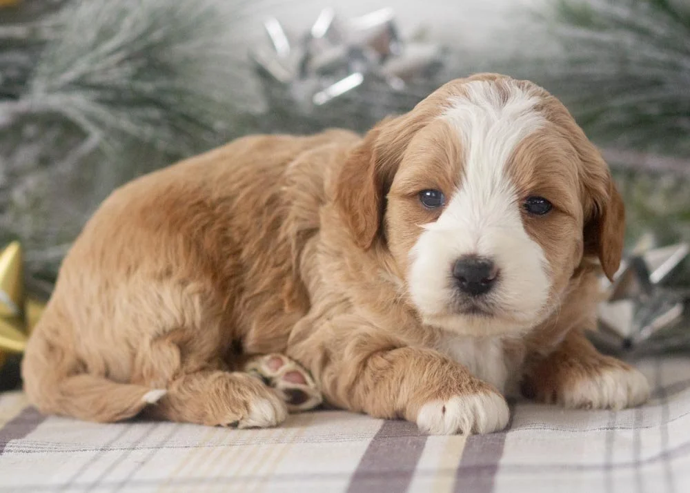 Clark goldendoodle for sale(2).jpg