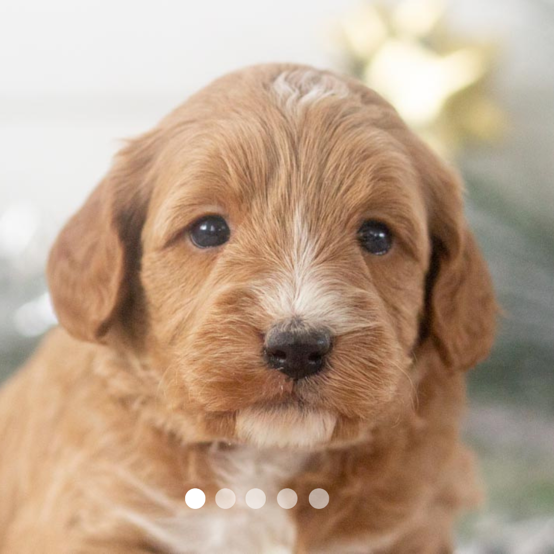 Copy of FBP Design.png