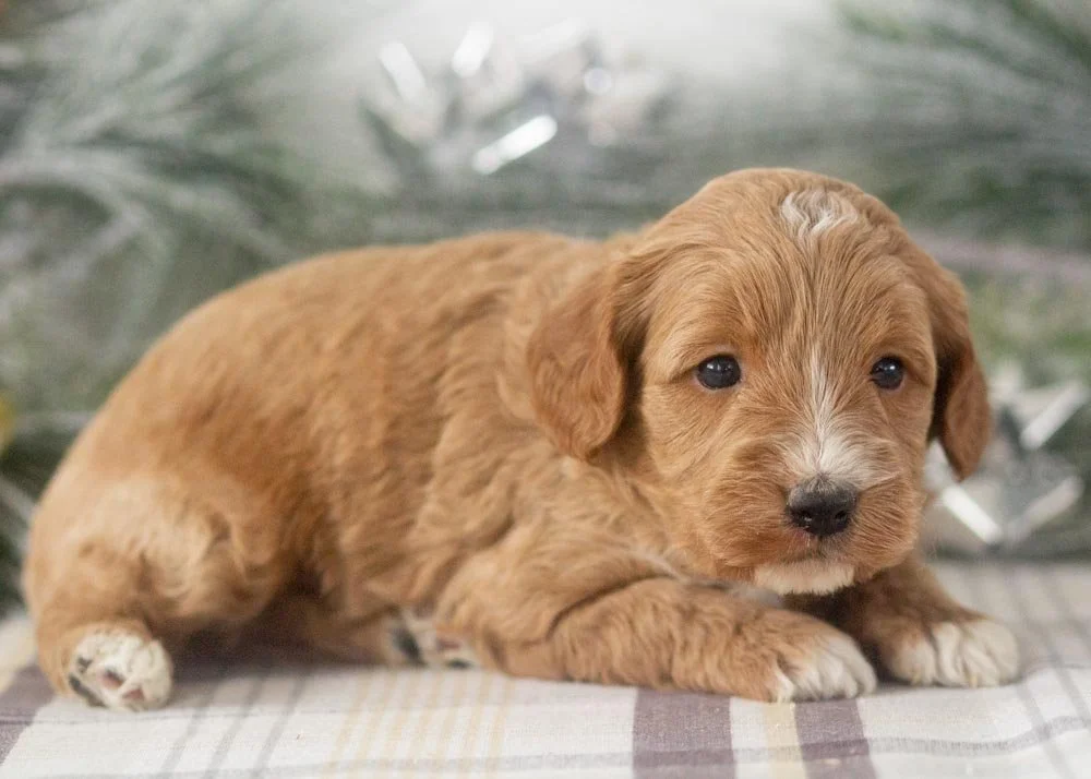 Cole goldendoodle for sale(2).jpg