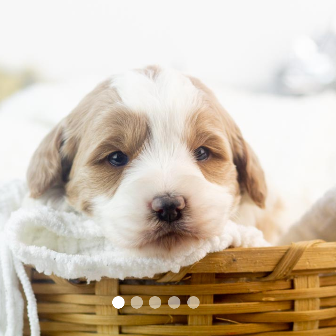 Copy of FBP Design.png