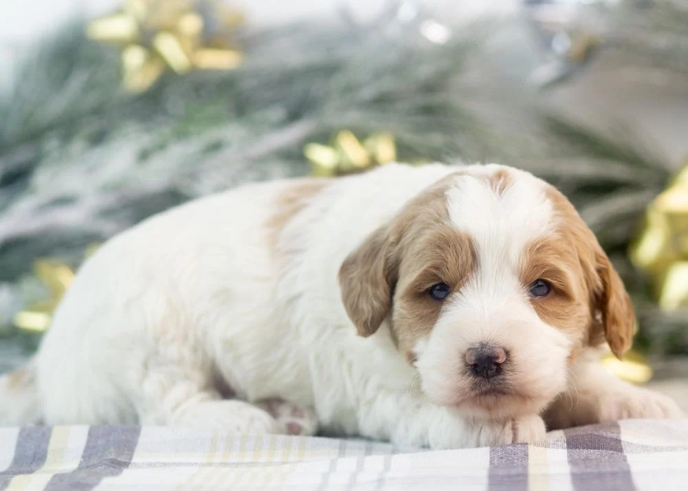 Annie goldendoodle for sale(2).jpg