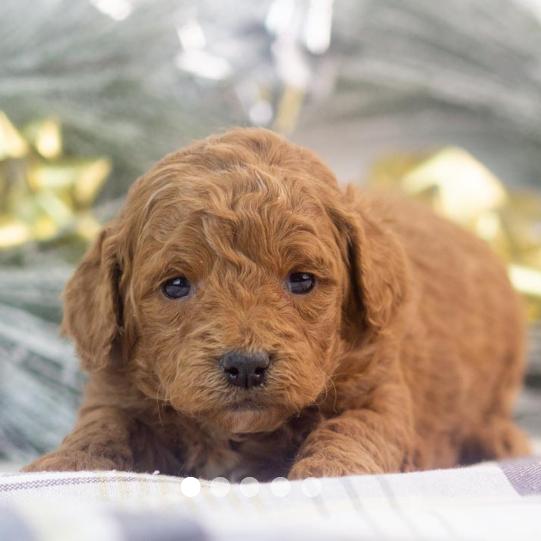 Copy of FBP Design.png