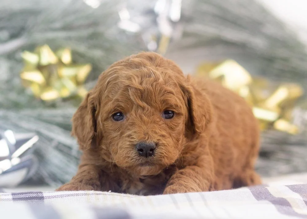Jamie goldendoodle for sale(2).jpg