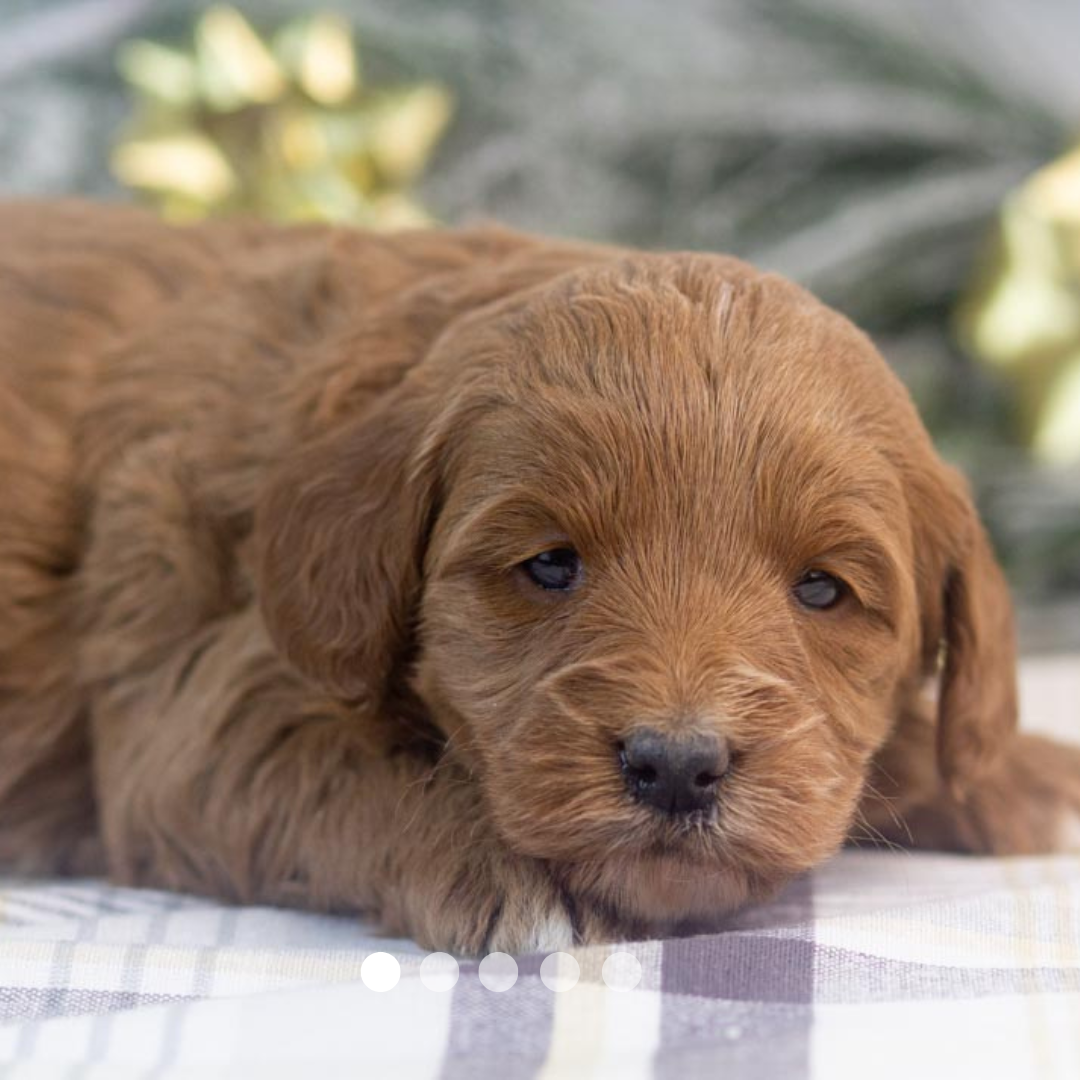 Copy of FBP Design.png