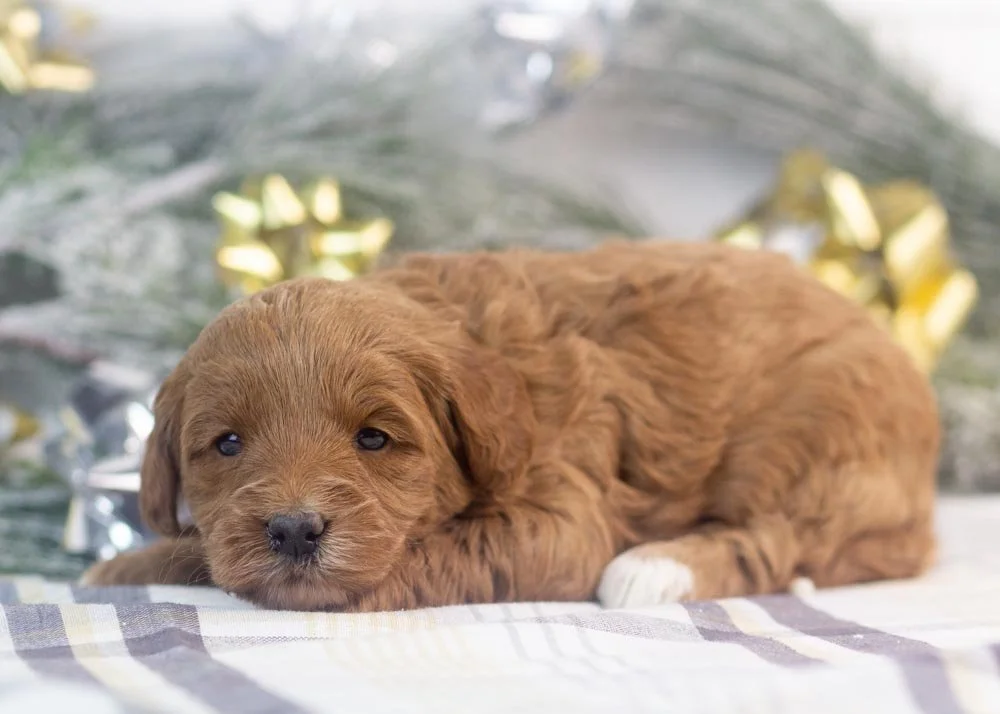 Jesi goldendoodle for sale(3).jpg