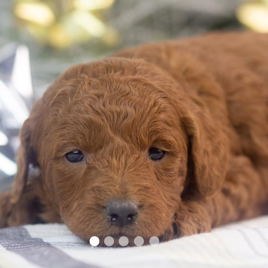 Copy of FBP Design.png