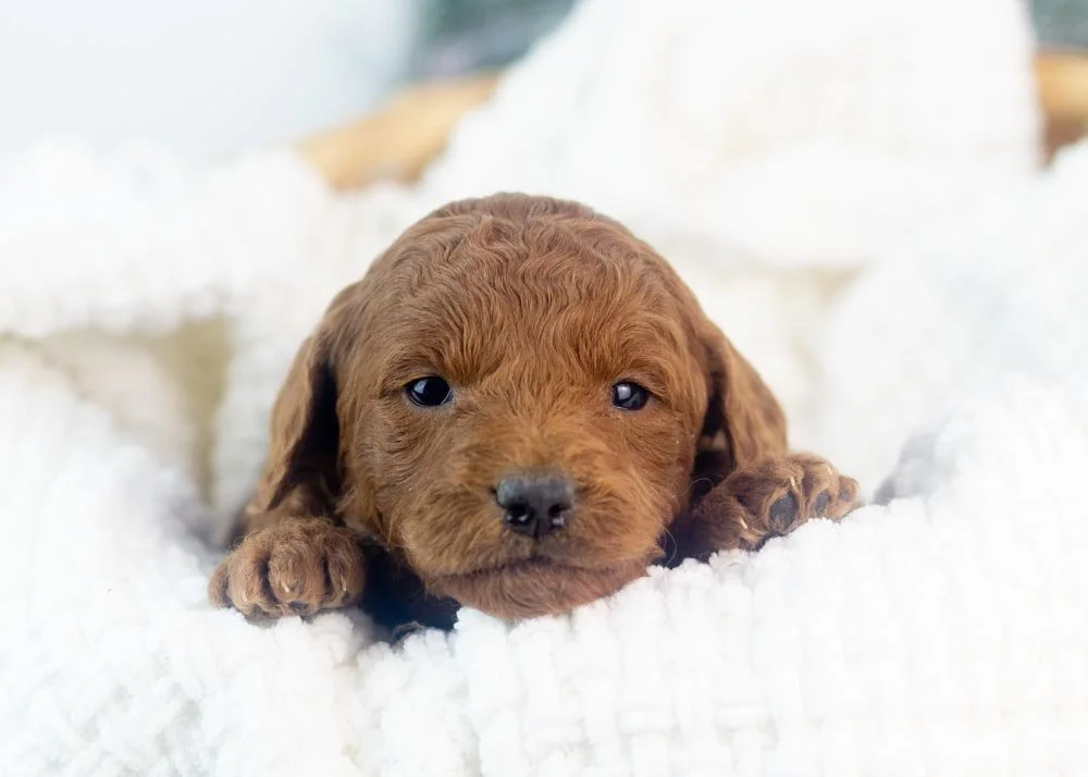 Leah goldendoodle for sale.jpg