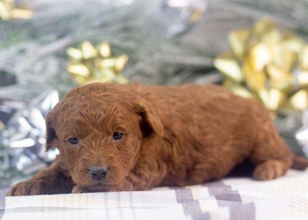 Leah goldendoodle for sale(2).jpg