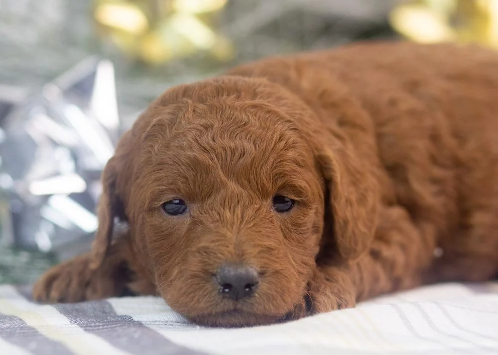 Leah goldendoodle for sale(1).jpg
